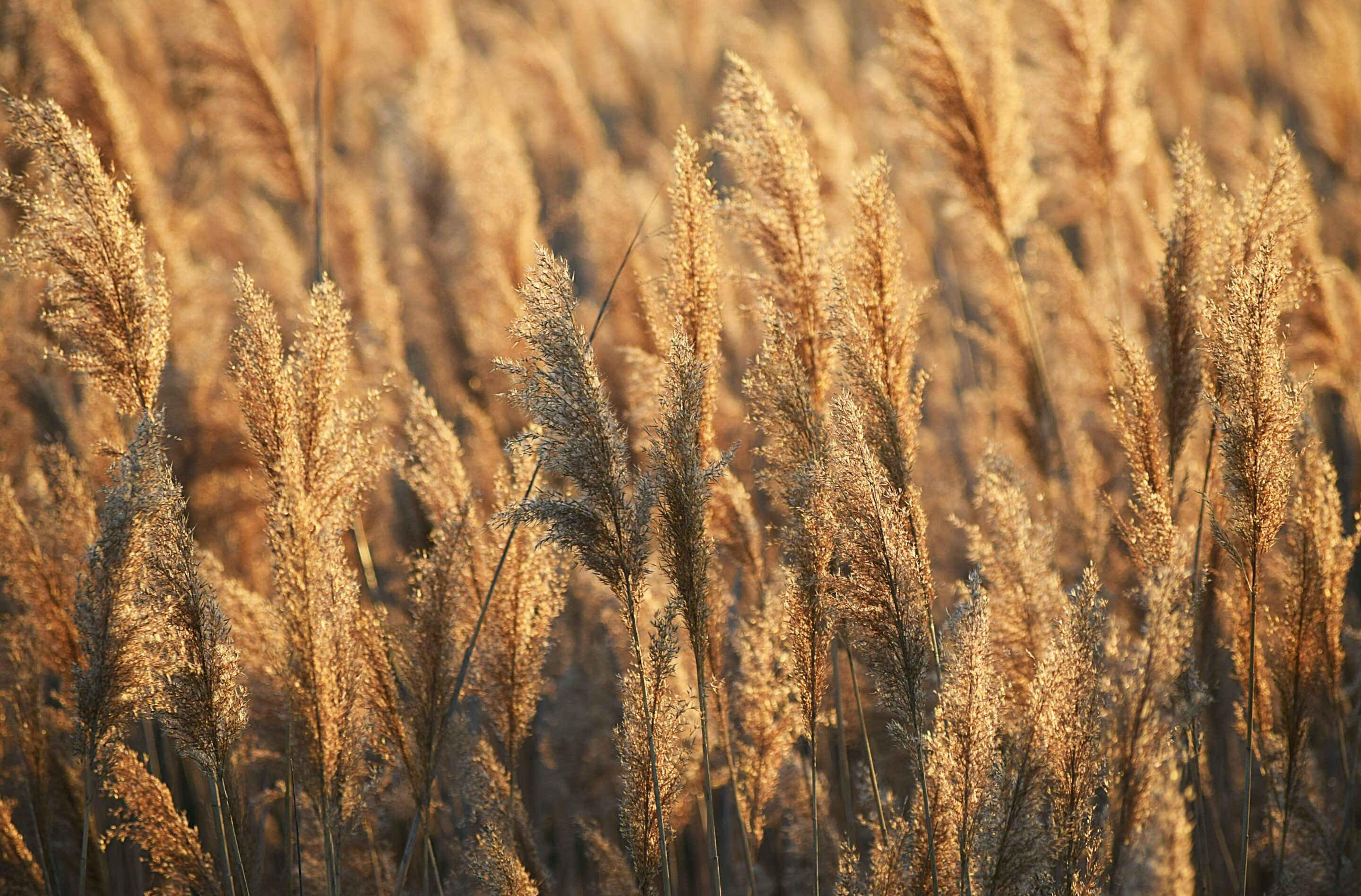 champ de blé au soleil et à l'air naturel